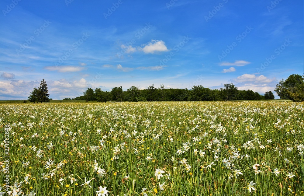 A meadow with wild daffodils A meadow with wild daffodils