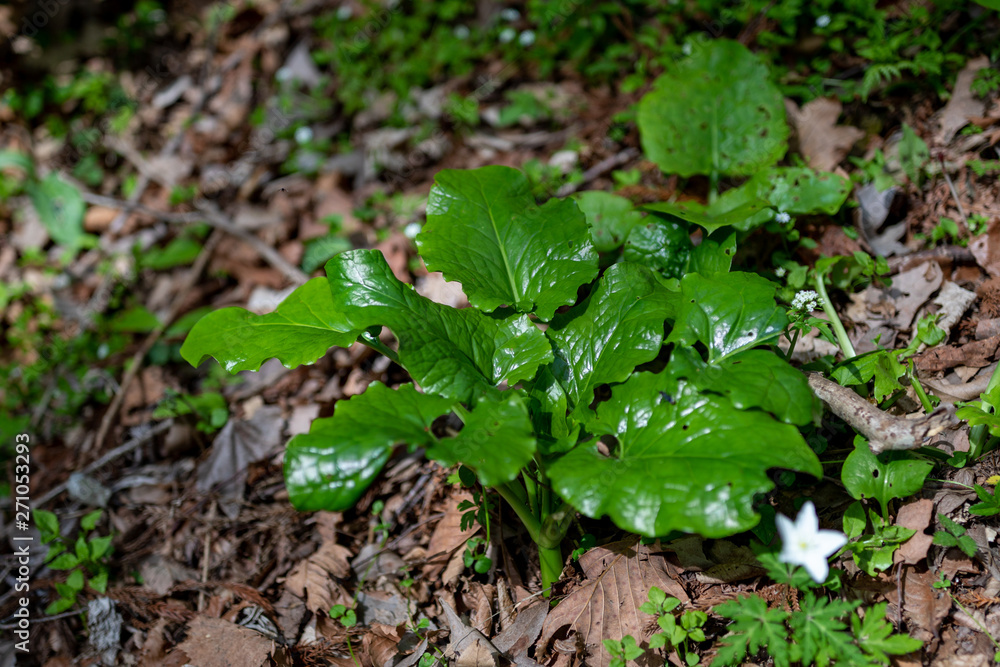 Obraz premium 片栗の葉