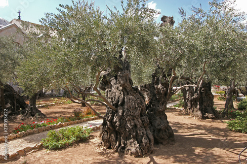 Jerusalem-Garden of Gethsemane photo