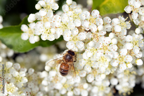 Bee Insect Wasp on Pretty White Blossom Flowers Close Up on Shrub  © squeebcreative