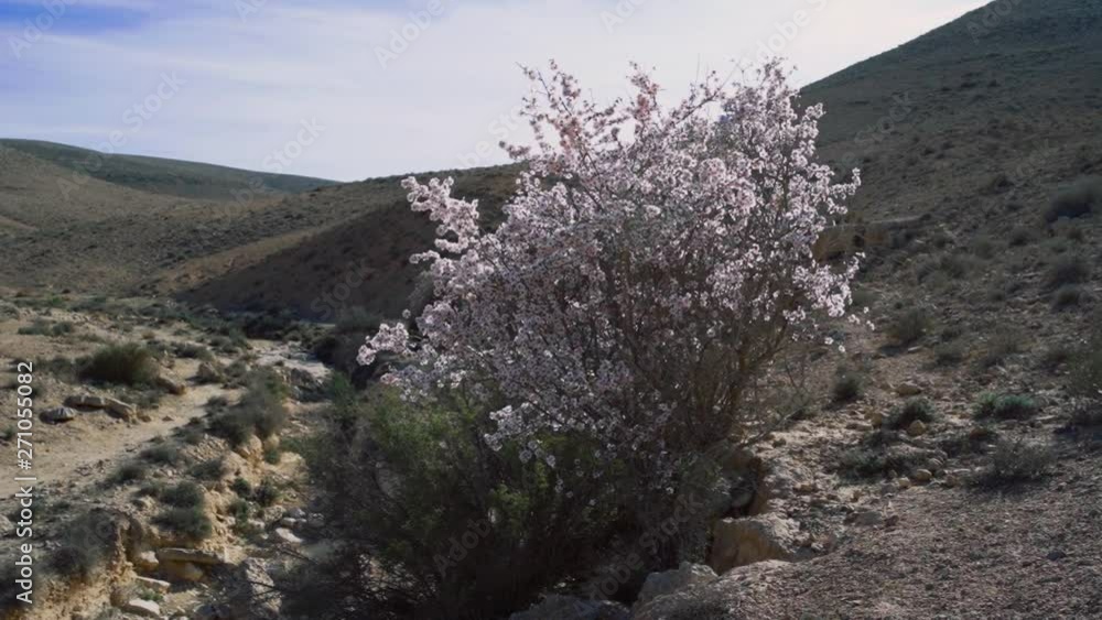 Springtime in the desert of Israel - almond tree blooming with flowers Springtime in the desert of Israel - almond tree blooming with flowers