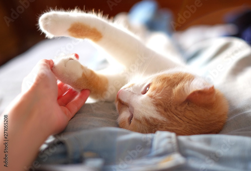 Wallpaper Mural cute orange and white cat touching human hand Torontodigital.ca