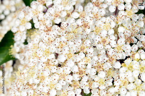 Pretty White Blossom Flowers Close Up on Shrub Bush