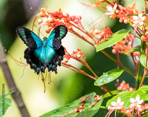 Shimmering Black and Teal Butterflly