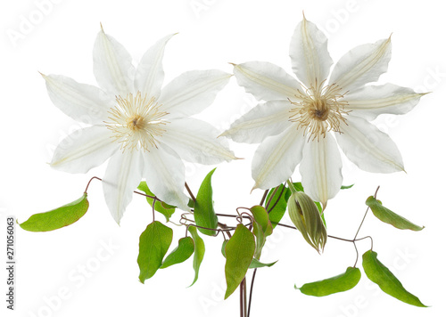 Two clematis with leaves isolated on white background.