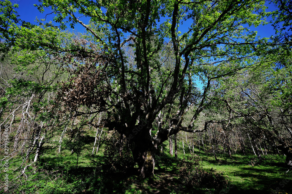 Gorbea Natural Park, Alava (Basque Country)/Spain; 01-06-2019: Path of Pastorate GR-282. beech trees receiving the warmth of the sun in spring. Gorbea Natural Park, Alava (Basque Country)/Spain; 01-06-2019: Path of Pastorate GR-282. beech trees receiving the warmth of the sun in spring.