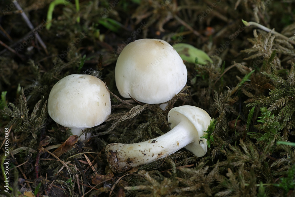 Calocybe gambosa, commonly known as St. George's mushroom, an edible wild mushroom from Finland Calocybe gambosa, commonly known as St. George's mushroom, an edible wild mushroom from Finland