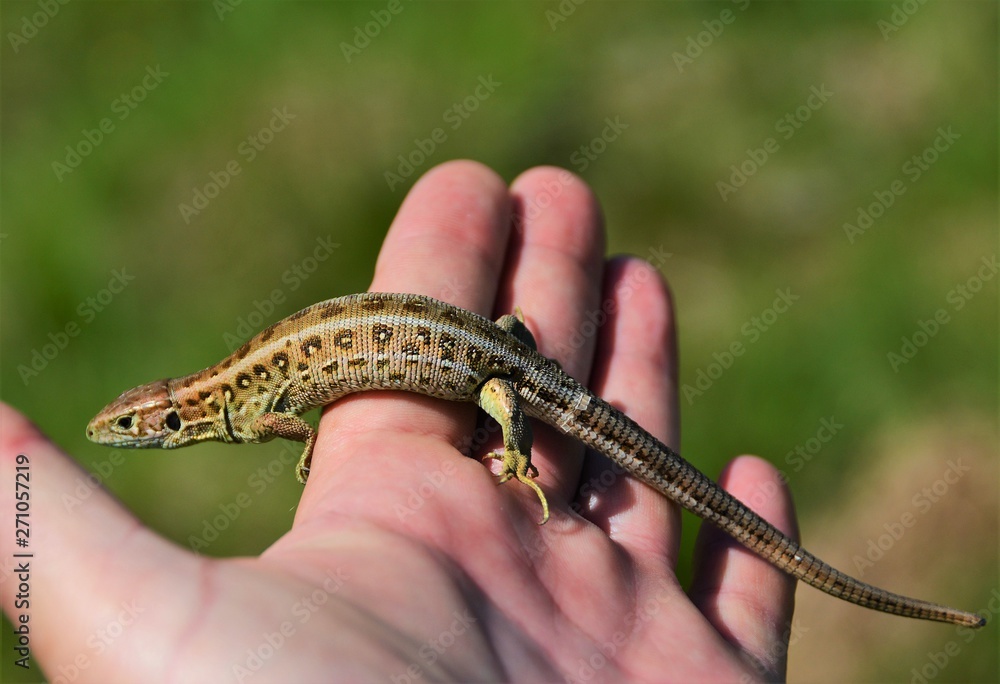 Naklejka premium a lizard sitting on palm