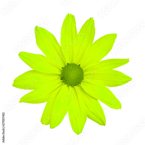 Close up view on a unreal soft green daisy flower  isolated on a white background  design element 