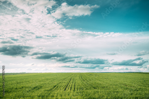 Countryside Rural Field Meadow Landscape In Summer Cloudy Day. Scenic Sky With Fluffy Clouds On Horizon