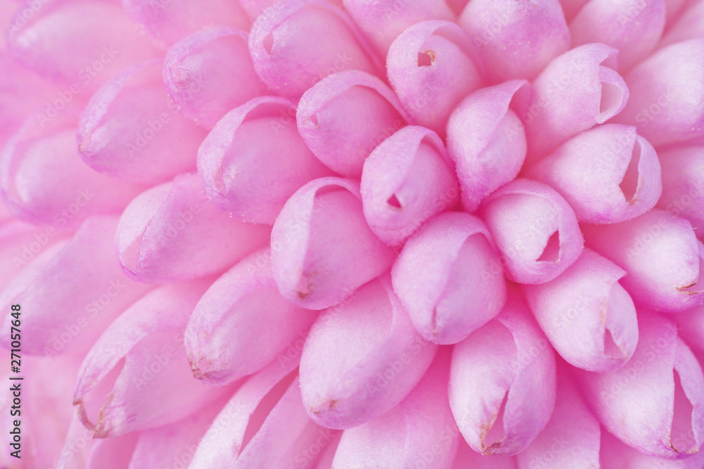Close up view on a pink Chrysanthemum flower as background, texture (macro)