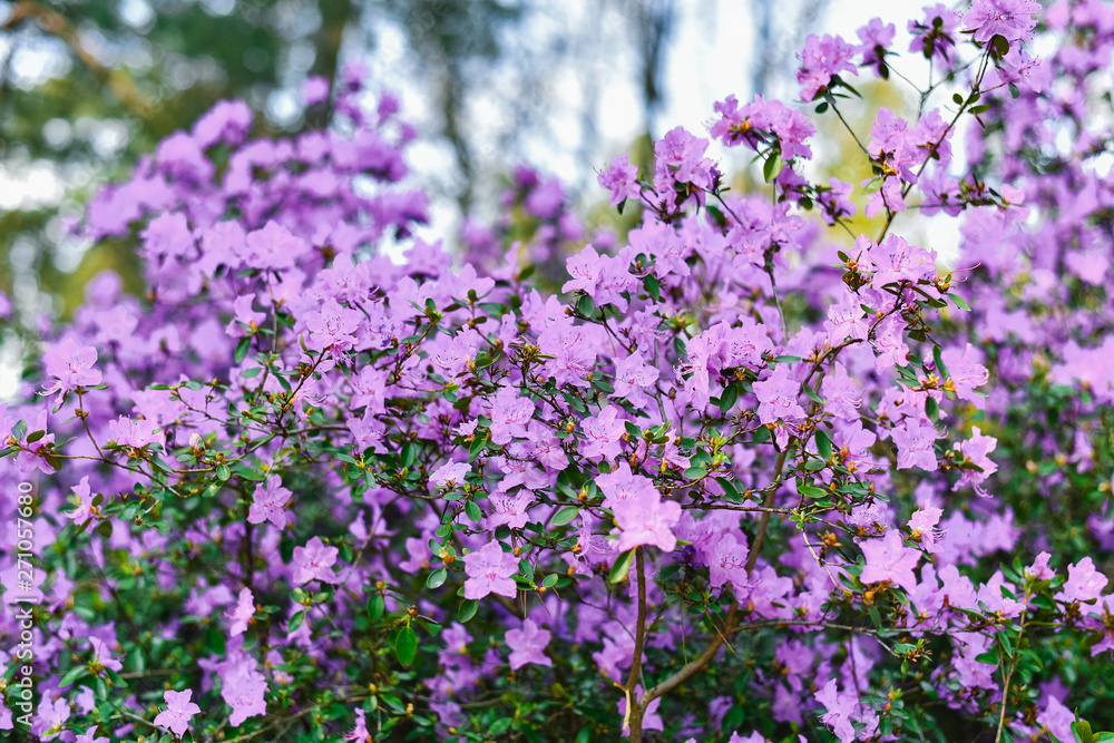 Rhododendron blooming flowers in the spring garden.  Beautiful purple 