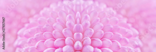 Close up view on a bouquet of the pink Chrysanthemum flowers as background (shallow depth of field)