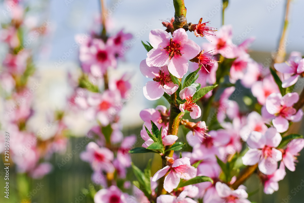 Beautiful nature scene with blooming tree and sun flare. Sunny day. Spring flowers Beautiful nature scene with blooming tree and sun flare. Sunny day. Spring flowers