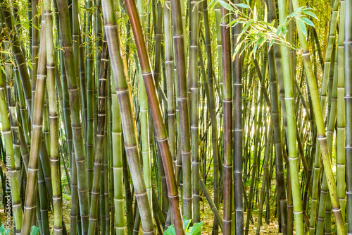 Forest of bamboo canes in the garden