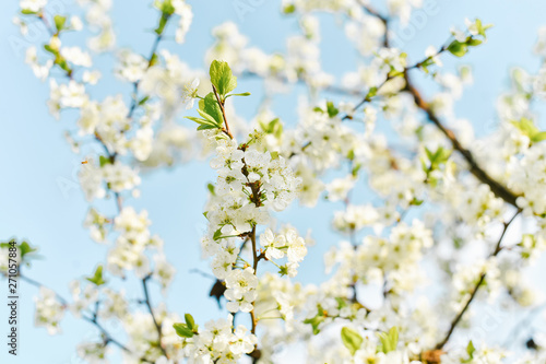 White plum flowers are blooming © Sunshine
