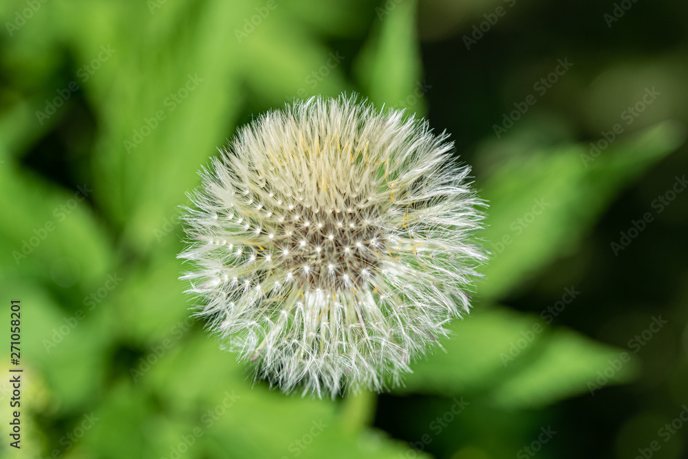 Dandelion flowers was at outdoor area on a green background