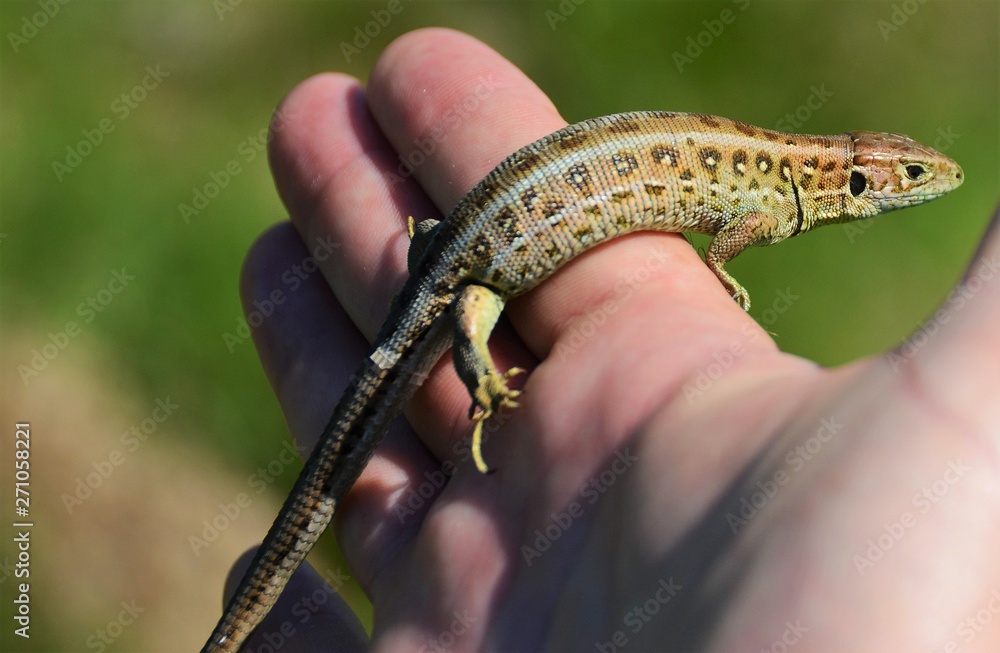 Fototapeta premium a lizard sitting on palm