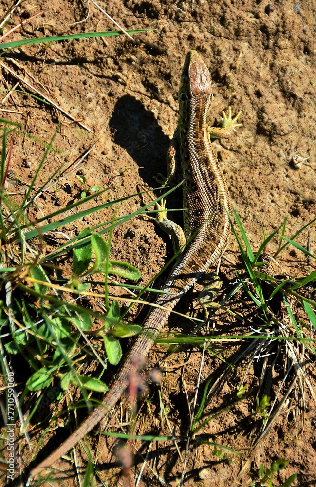 Fototapeta premium a common lizard on the ground