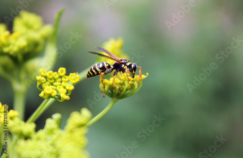 Wasp on a yellow flower. Dangerous insect.