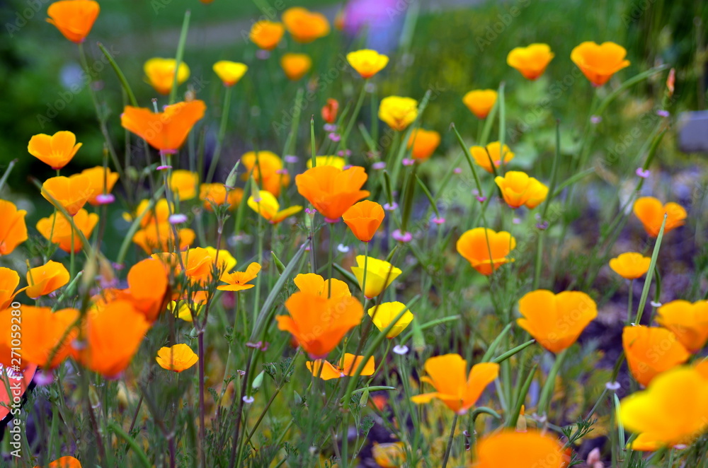 Oranger Stachelmohn Oranger Stachelmohn