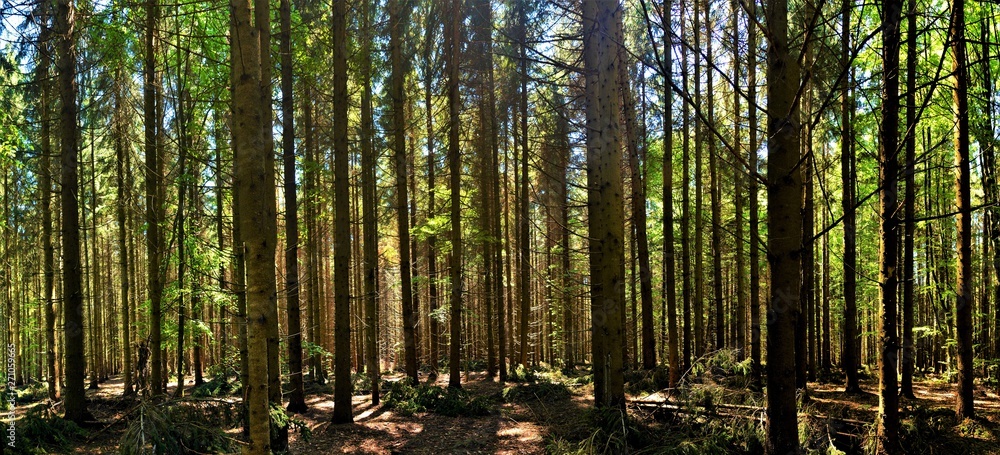 Fototapeta premium many stems in the fir forest