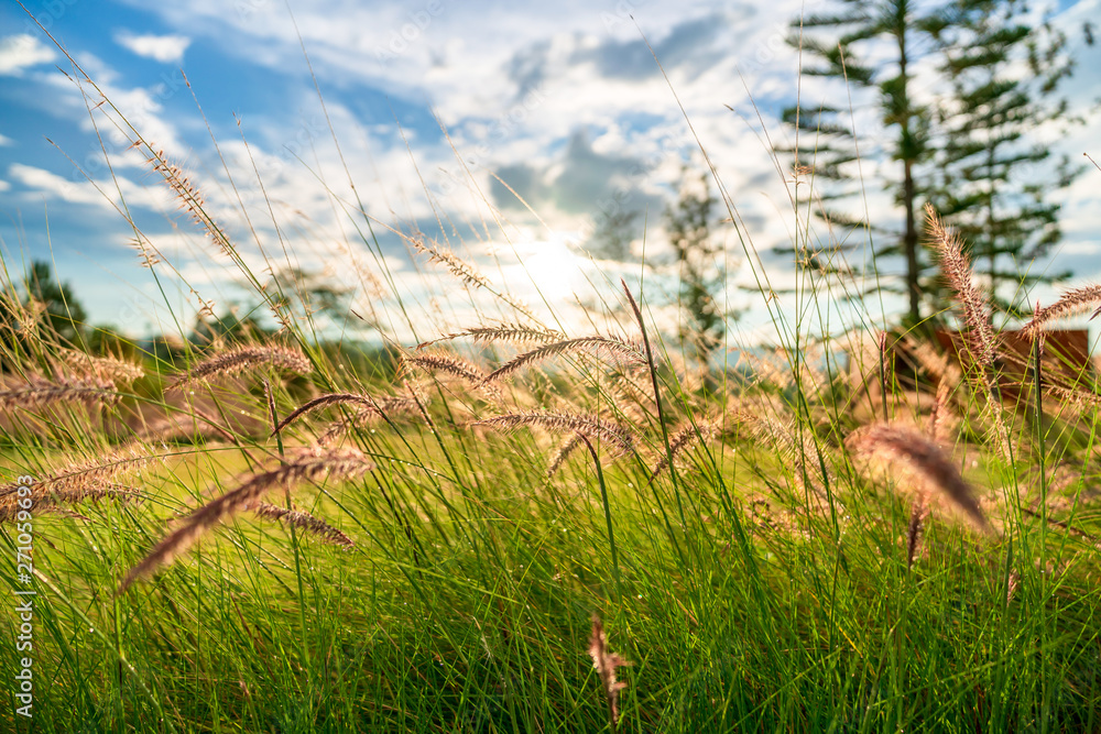 Beautiful golden grasses background with blue sky sun shine silhouette light Beautiful golden grasses background with blue sky sun shine silhouette light