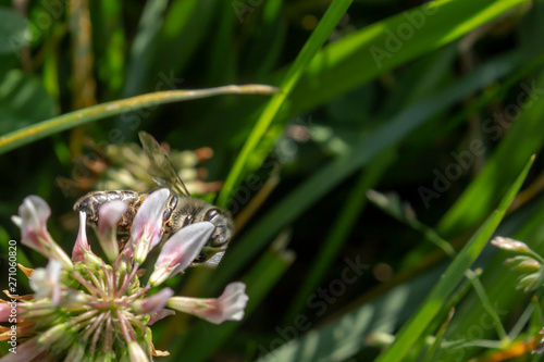 the honey bee is collecting pollen from the flower