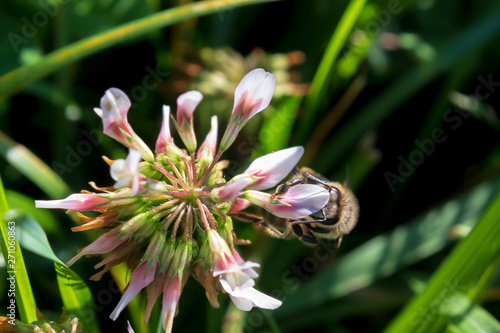 the honey bee is collecting pollen from the flower