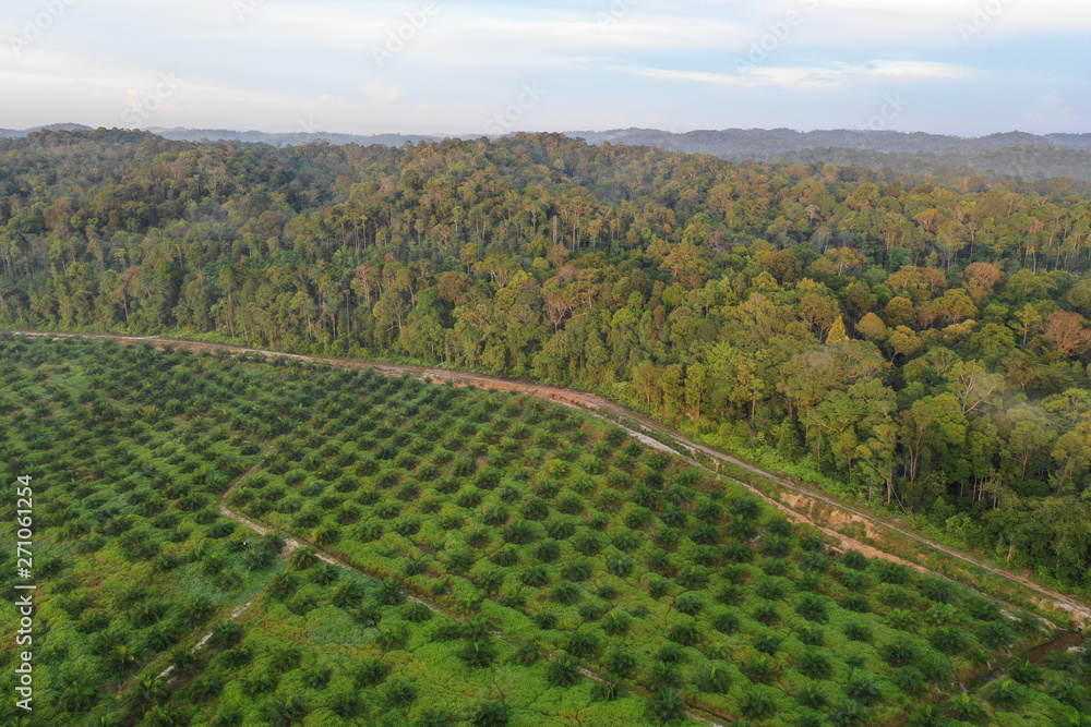 Palm oil plantation at rainforest edge 
