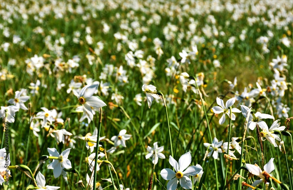 many white daffodils in the field many white daffodils in the field