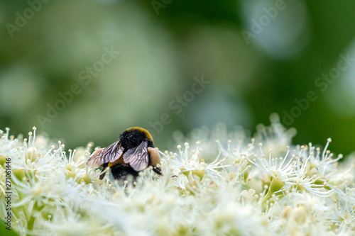Biene auf Blume © michabo19