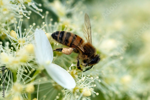Biene auf Blume © michabo19