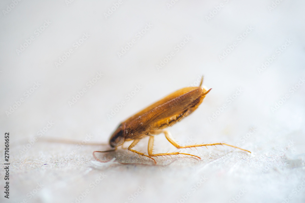 Macro photo of a cockroach close-up in excellent quality. Pest Control. Macro photo of a cockroach close-up in excellent quality. Pest Control.