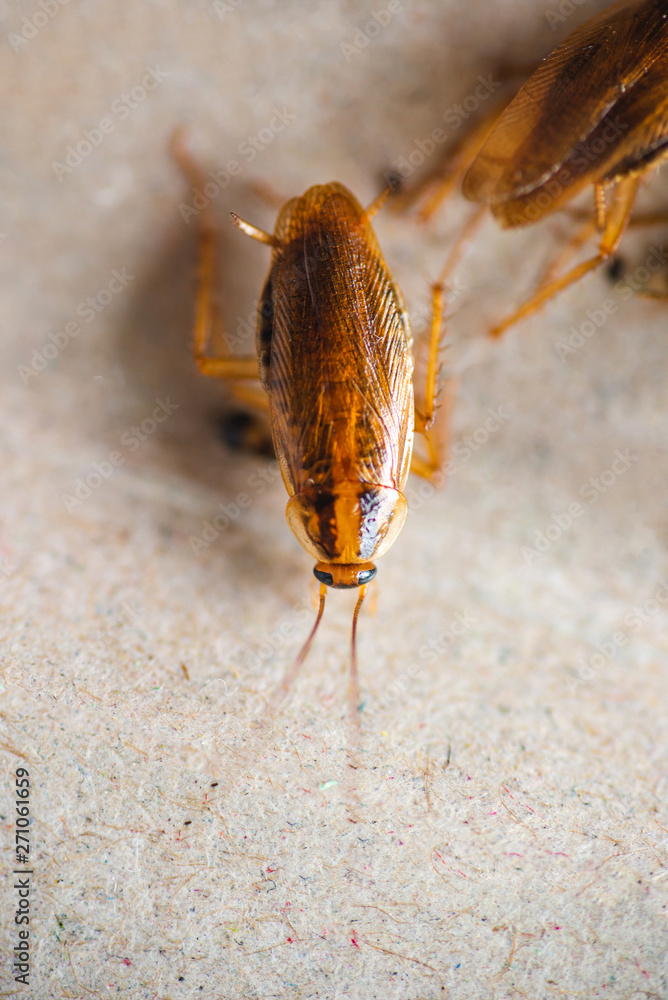 Obraz premium Macro photo of a cockroach close-up in excellent quality. Pest Control.