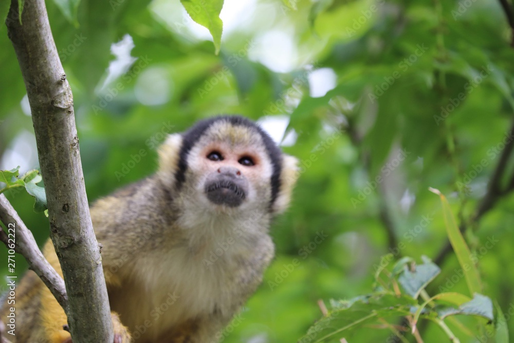 Squirrel monkey climbing Squirrel monkey climbing