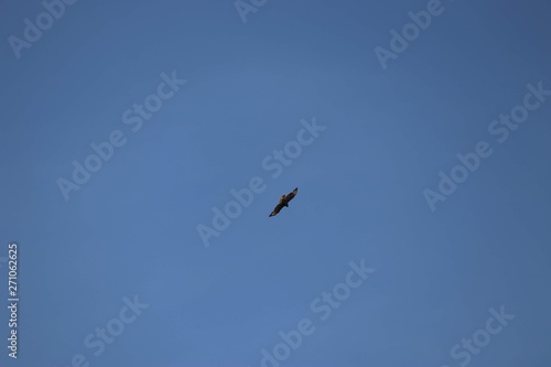 buzzard flying in clear sky