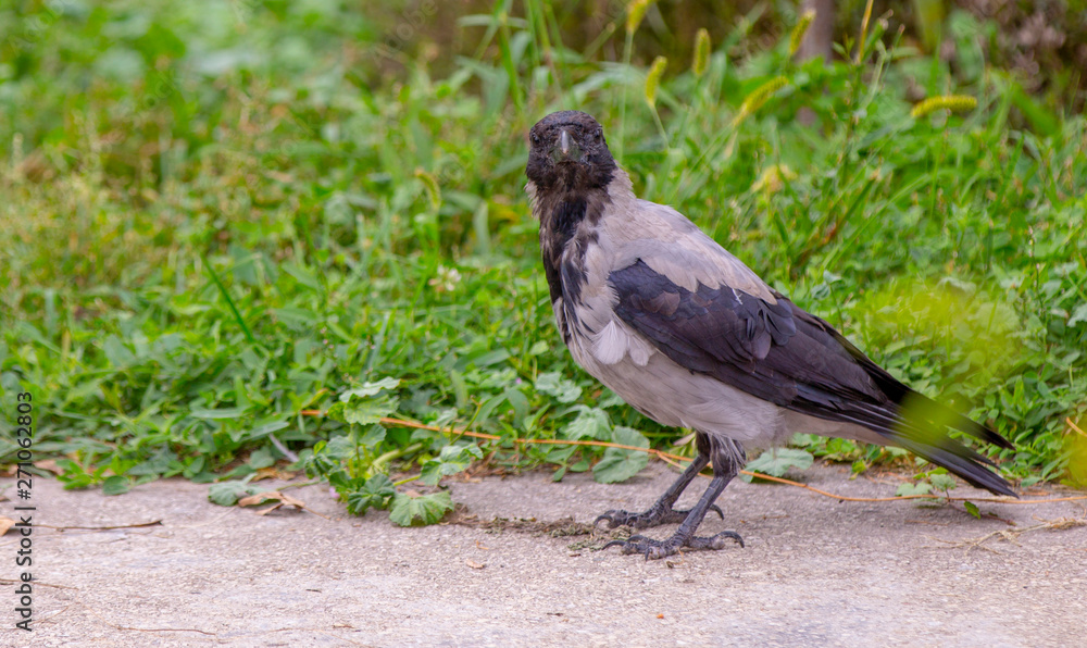 A eurasian magpie, sitting on a thin branch, also known as common magpie. Pica pica A eurasian magpie, sitting on a thin branch, also known as common magpie. Pica pica