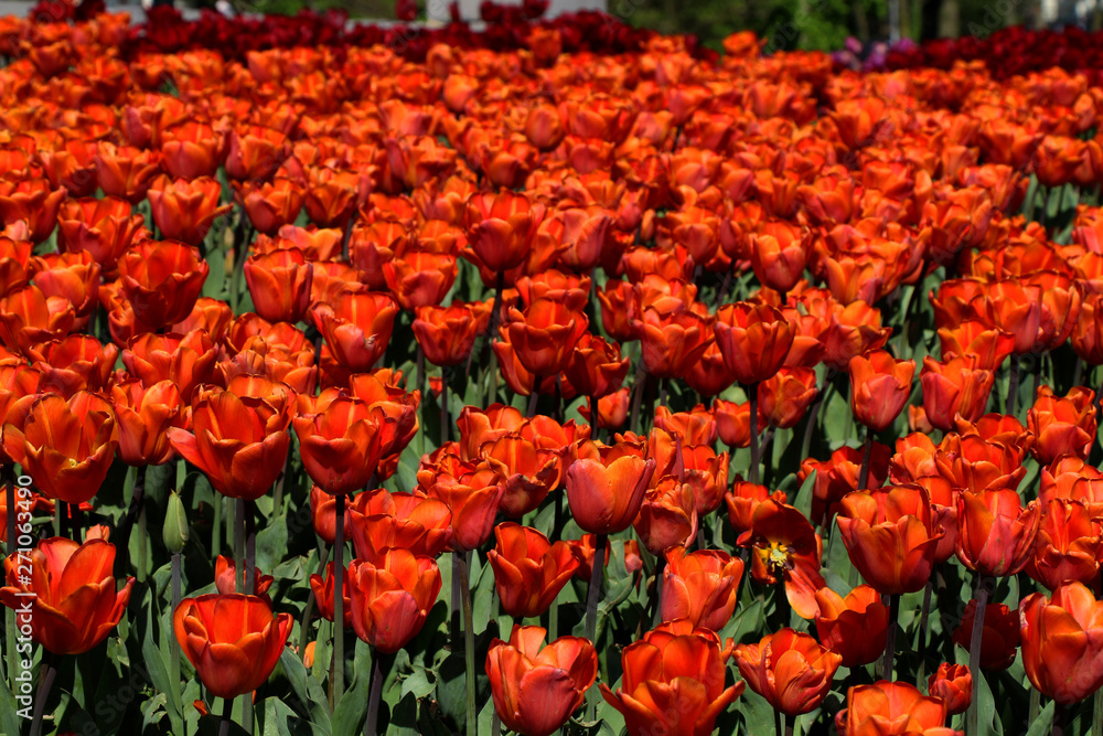 Orange tulips