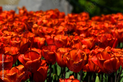 Orange tulips