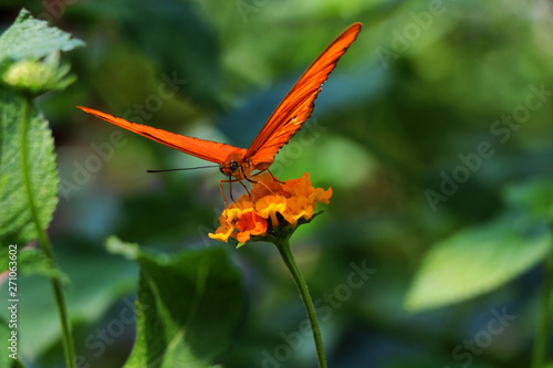 Butterfly on flower