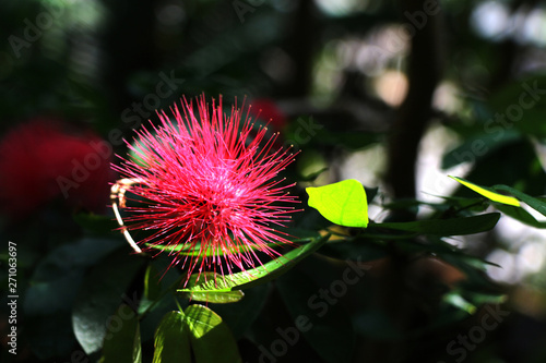 Pink hairy flower