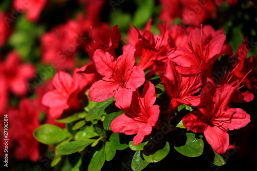 Red flower
