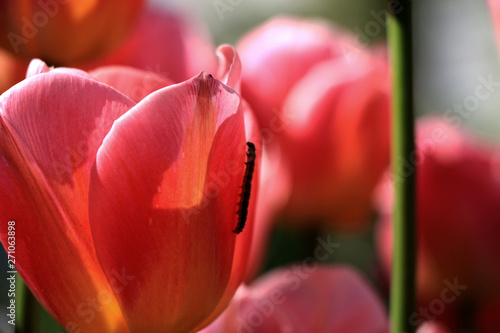 Caterpillar on tulip