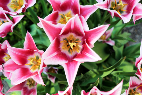 Tulip from the top