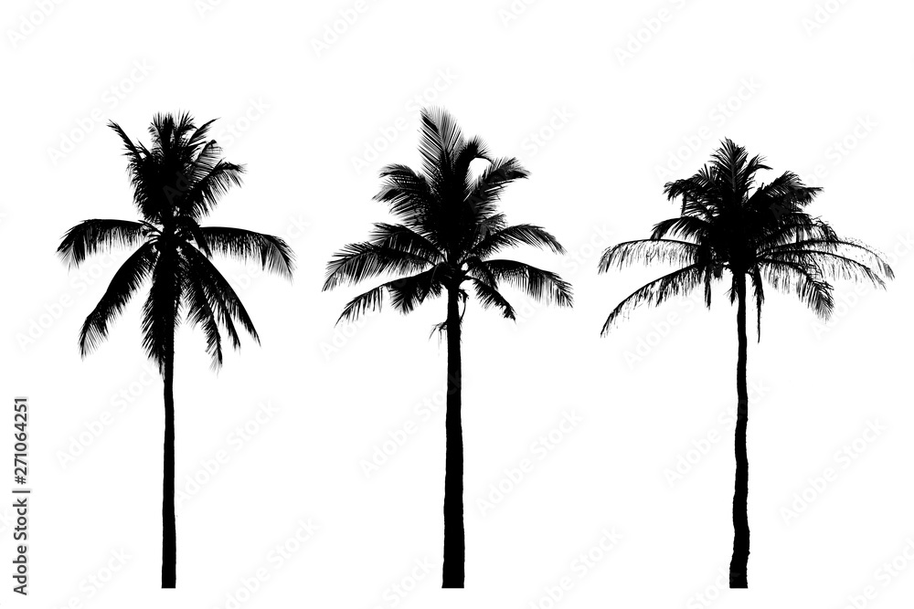 Fototapeta premium silhouette coconut tree Isolated on white background
