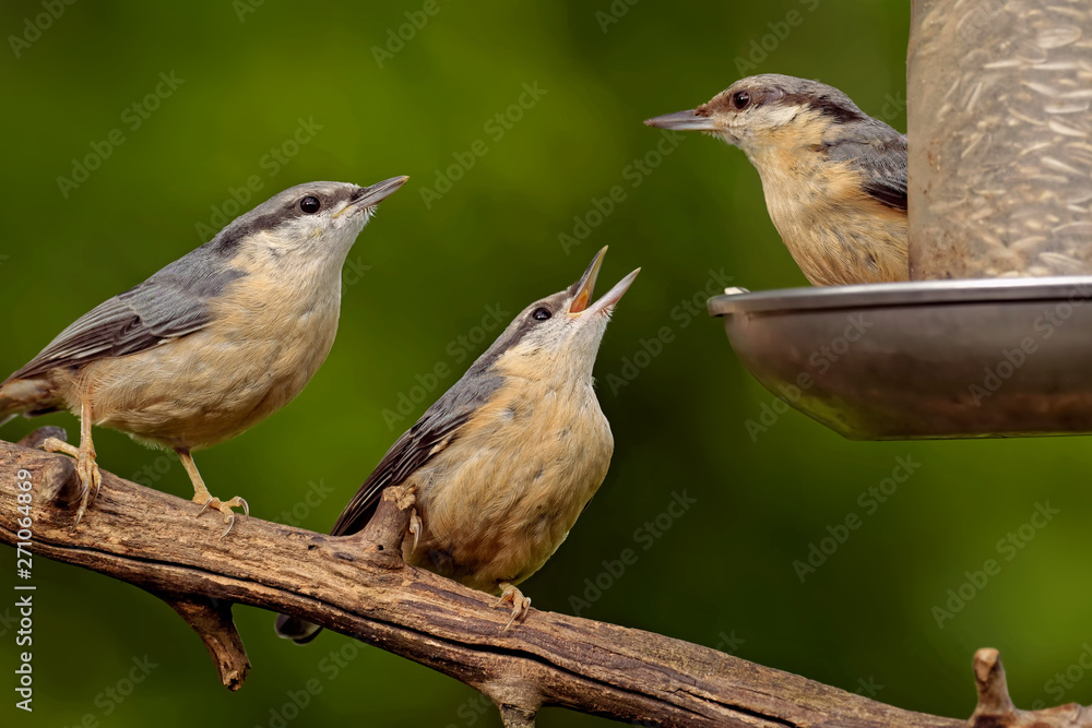 Fototapeta premium Kleiber