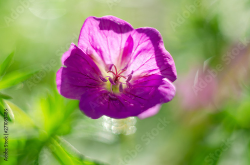 Forest geranium flower, close-up. Flowering in summer in nature. Selective focus