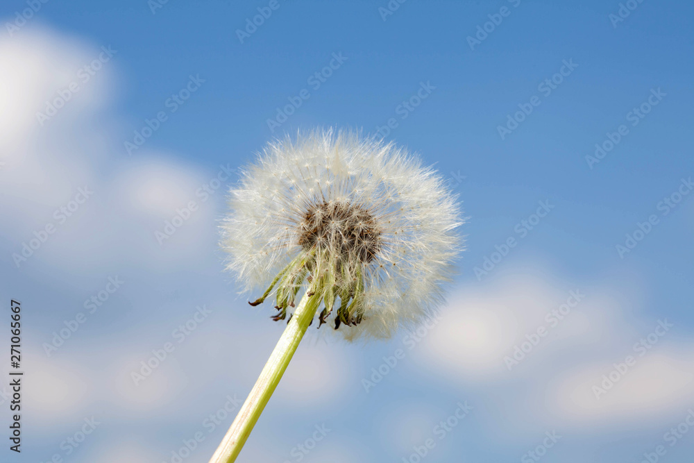 dandelion on blue sky background