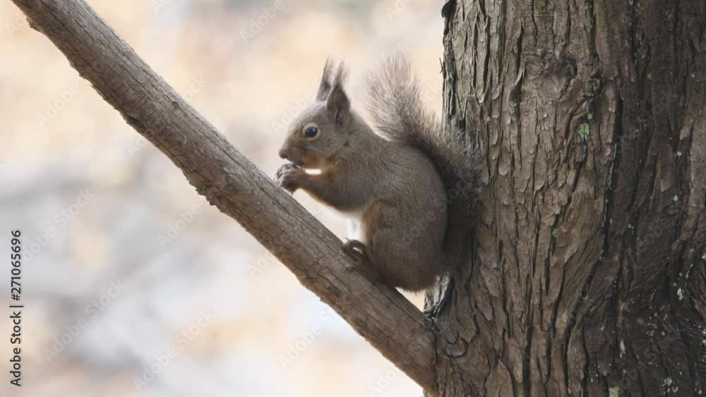 Red squirrel, Sciurus vulgaris, looking right and holding a hazelnut Red squirrel, Sciurus vulgaris, looking right and holding a hazelnut